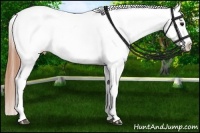 Horse Color:Buckskin Roan Dun Near Leopard 