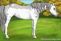 Horse Color:Blue Roan Splash Frame Appaloosa 