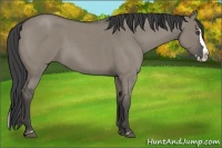 Horse Color:Smoky Grullo Roan Splash