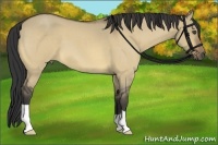 Horse Color:Buckskin Roan Dun 