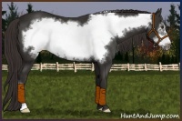 Horse Color:Liver Chestnut Frame 