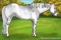 Horse Color:White Spotted Silver Grullo Chinchilla Onyx 