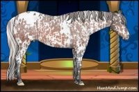 Horse Color:Chocolate Palomino Pearl Varnish  and White Spotted Bay Blanket 