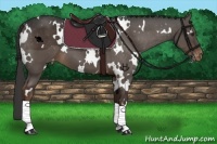 Horse Color:White Spotted Liver Chestnut Varnish 