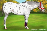 Horse Color:White Spotted Brown Blanket 