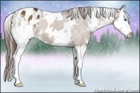 Horse Color:White Spotted Liver Chestnut Splash Appaloosa