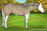 Horse Color:Liver Red Dun Splash 