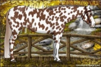 Horse Color:Chestnut Appaloosa 