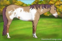 Horse Color:Painted Red Dun Sabino Frame 