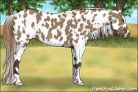 Horse Color:White Spotted Liver Red Dun Appaloosa 