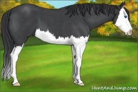 Horse Color:Blue Roan Splash 