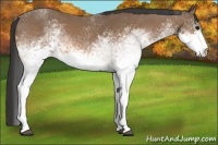 Horse Color:White Spotted Buckskin 