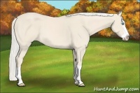 Horse Color:Cremello Splash 