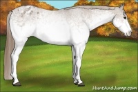 Horse Color:White Spotted Buckskin Appaloosa 