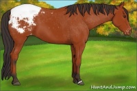 Horse Color:Bay Appaloosa 