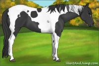 Horse Color:Black Tobiano 