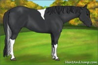 Horse Color:Black Tobiano 