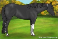 Horse Color:Black Tobiano 