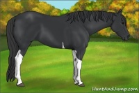 Horse Color:Black Tobiano 