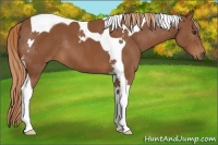 Horse Color:Chestnut Tobiano