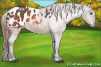 Horse Color:Buckskin Appaloosa