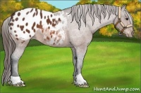 Horse Color:Bay Appaloosa