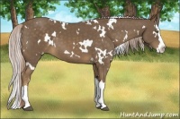 Horse Color:White Spotted Chocolate Palomino Splash 