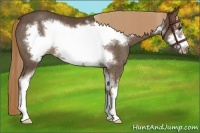 Horse Color:Liver Chestnut Sabino Frame Rabicano