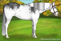 Horse Color:White Spotted Black Splash