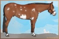 Horse Color:White Spotted Bay Frame 