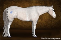 Horse Color:White Spotted Buckskin Roan Splash Varnish 