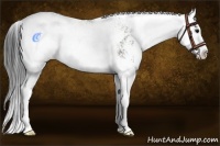 Horse Color:Grullo Sabino Splash Rabicano 