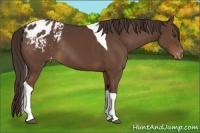 Horse Color:Liver Chestnut Tobiano Appaloosa Rabicano