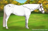 Horse Color:White Spotted Brown Splash Appaloosa