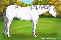 Horse Color:Bay Sabino Tobiano Frame Near Leopard 