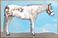 Horse Color:Buckskin Sabino Tobiano Frame Appaloosa 