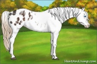 Horse Color:White Spotted Liver Chestnut Frame Appaloosa Rabicano
