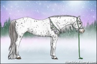 Horse Color:Black Ice Appaloosa Rabicano 