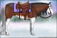 Horse Color:Bay Splash 