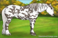 Horse Color:Silver Black Sabino Splash