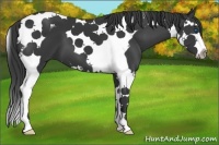 Horse Color:Black Splash Tobiano 
