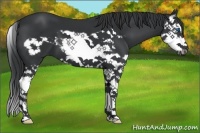 Horse Color:Black Splash Frame