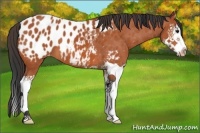 Horse Color:Bay Splash Appaloosa 