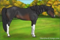 Horse Color:Brown 