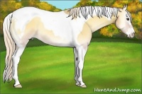Horse Color:Palomino Onyx Splash Tobiano 