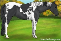 Horse Color:Black Tobiano 