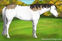 Horse Color:Buckskin Roan Dun Splash 