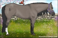 Horse Color:Grullo