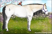 Horse Color:White Spotted Bay Dun 