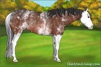 Horse Color:White Spotted Bay Splash Rabicano